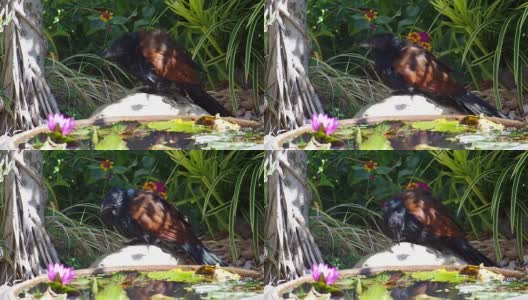 在池塘附近休息的更大的长尾浣熊高清在线视频素材下载
