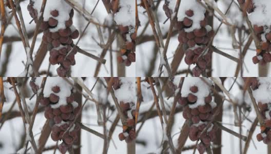 葡萄园里，过熟的蓝葡萄被雪覆盖着。晚收高清在线视频素材下载