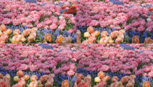有趣美丽的巨大盛开的牡丹粉红色郁金香在春天的花园里高清在线视频素材下载