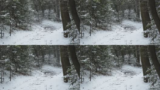 冬天的森林，昨天飘落的雪花在风中飞舞。高清在线视频素材下载