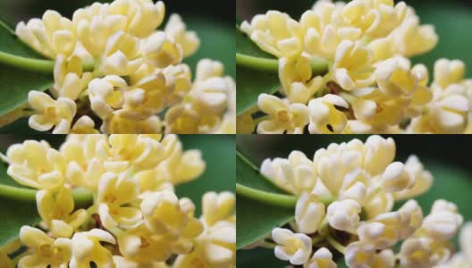 延时镜头拍摄盛开的桂花，从花蕾到盛开，微小的黄花带着甜甜的香味，4k视频放大效果近距离观看。高清在线视频素材下载