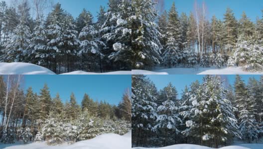 白雪皑皑，铺满了青松的枝头，镜头移开，将冰雪覆盖的冬季树木的整个景色全部覆盖。高清在线视频素材下载