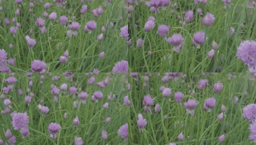草地上点缀着美丽的紫色野洋葱花，相机缓慢的水平移动。高清在线视频素材下载