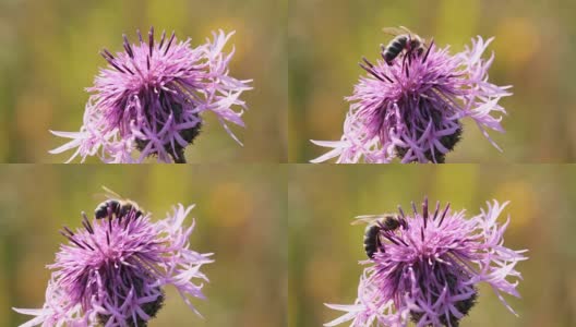 蜜蜂在蓟花上采集花蜜高清在线视频素材下载