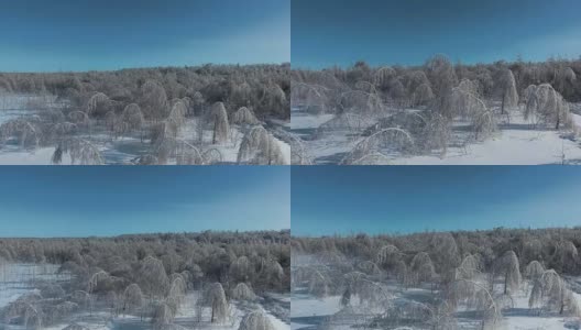 在冰的重压下的树木高清在线视频素材下载