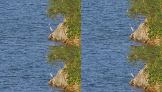 大湖附近的大白白鹭高清在线视频素材下载