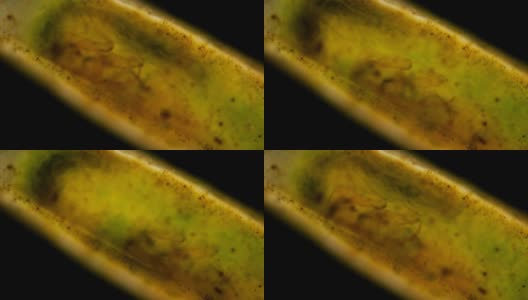 毛翅目幼虫的显微镜观察高清在线视频素材下载