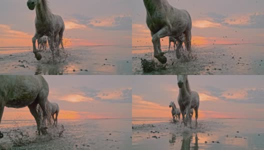 日落时分，在海滩上奔跑的马高清在线视频素材下载