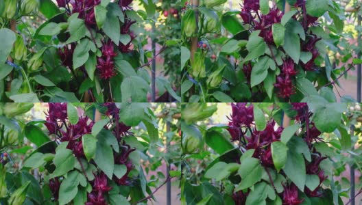 在小花园里种植玫瑰茄，食用安全高清在线视频素材下载