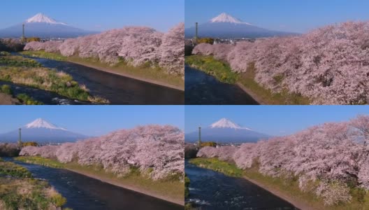 日本的风景有富士山和樱花高清在线视频素材下载