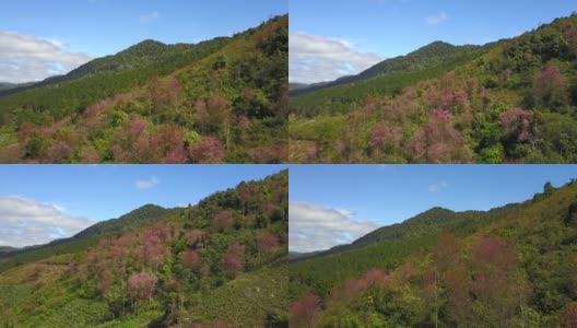 从空中拍摄越南岘港市的琅边山，樱花盛开高清在线视频素材下载