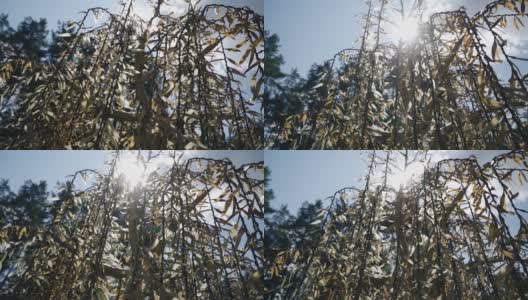 阳光穿过美丽的灌木的树枝，在镜头中投下耀眼的光芒高清在线视频素材下载