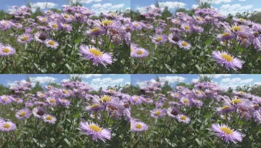 紫苑(Aster alpinus)是紫苑属双子叶植物的一种。该分类学名称最早由瑞典分类学家卡尔·林奈于1753年公布。高清在线视频素材下载