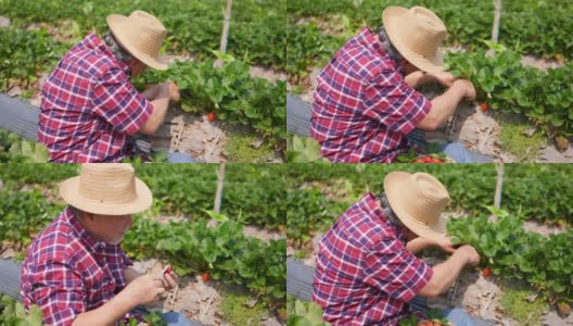 4K快乐亚洲高级男子农民在草莓农场工作高清在线视频素材下载