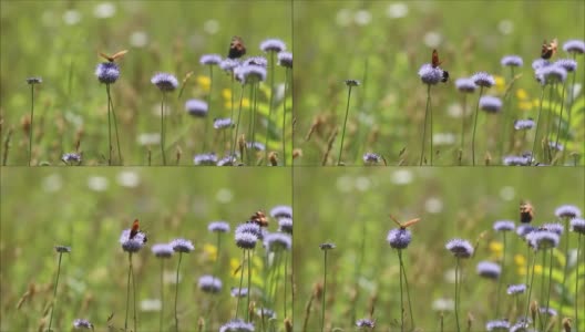 欧洲贝母和大黄蜂在多风的夏季草地上吃蓝色花朵高清在线视频素材下载