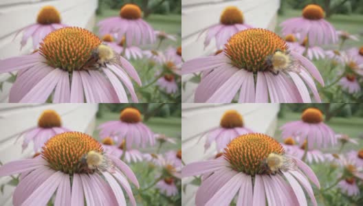 爱沙尼亚紫色松果花上的大蜜蜂高清在线视频素材下载