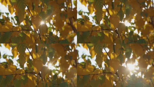 温暖的阳光照耀着黄色的树叶高清在线视频素材下载
