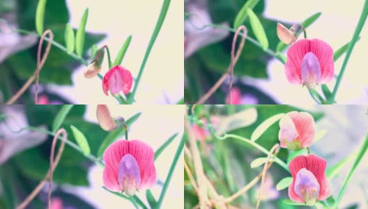 西班牙vetchling - Lathyrus clymenum时间流逝视频高清在线视频素材下载