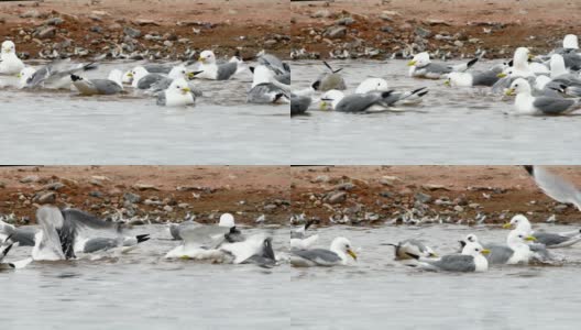 4k:在斯瓦尔巴特群岛的小湖里洗澡的海鸥高清在线视频素材下载