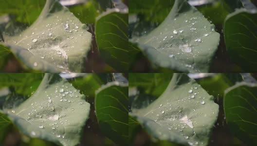 从青蛙的角度在菜园浇水或下雨。农业、种植和园艺主题。高清在线视频素材下载