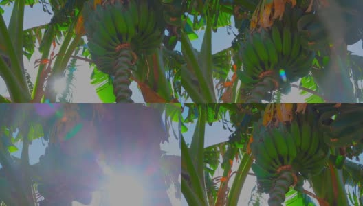 阳光穿过树上的香蕉高清在线视频素材下载
