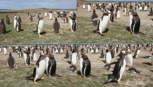 福克兰群岛:巴布亚企鹅聚居地高清在线视频素材下载