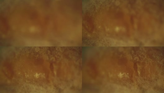 食物上的霉菌菌落。宏视频拍摄高清在线视频素材下载