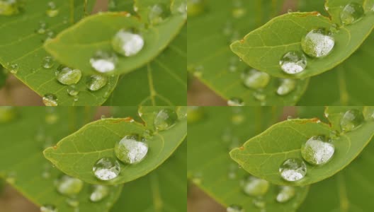 特写的水滴上的叶片在自然高清在线视频素材下载