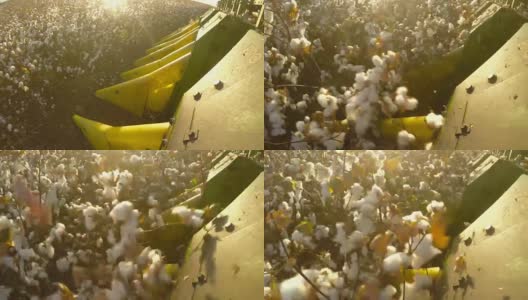 在棉花收获过程中，在棉花收割机上拍摄高清在线视频素材下载