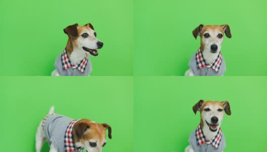 可爱的狗狗穿着衣服看着镜头微笑和离开后的画面。绿色色键背景。视频片段。高清在线视频素材下载
