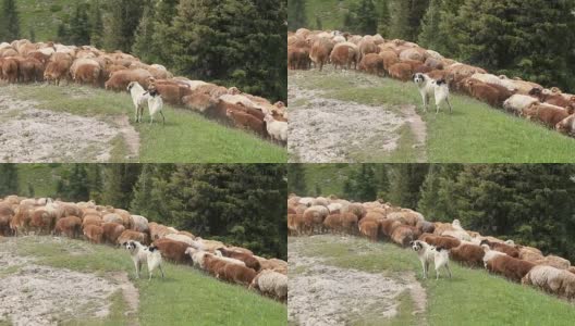 中国新疆农村的羊群高清在线视频素材下载