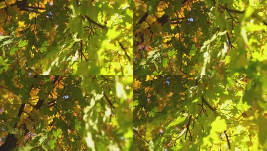 明亮的阳光明媚的秋天景观与深黄色的枫叶高清在线视频素材下载