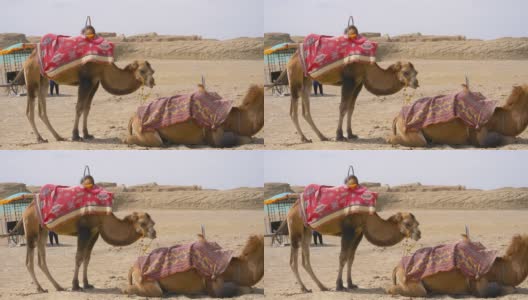 大柴丹乌苏水亚丹地质公园骆驼高清在线视频素材下载