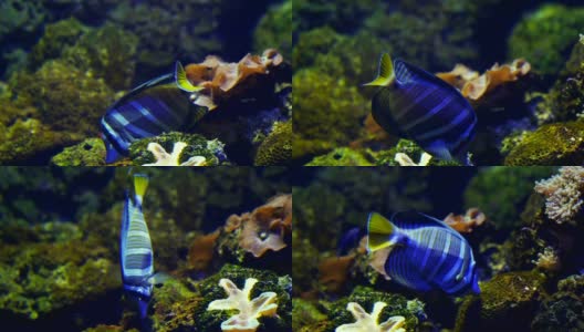 鱼在水族馆高清在线视频素材下载