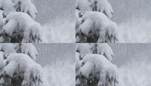 雪片在暴风雪中飘落在松树上。缓慢的运动。寒冷的天气和冬天的主题。红色的相机。高清在线视频素材下载