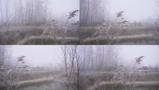 在浓雾的背景下，美丽的植物树枝在白霜中。为你的视频储备背景高清在线视频素材下载
