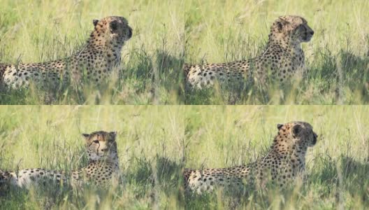 猎豹躺在草地上的慢镜头。在肯尼亚拍摄的非洲野生动物高清在线视频素材下载