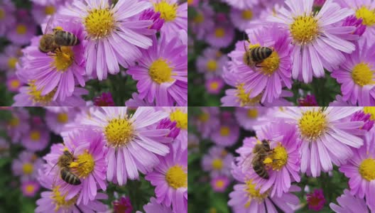 蜜蜂采集花粉高清在线视频素材下载