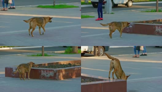 无家可归的狗在铺好的路面上慢镜头奔跑高清在线视频素材下载