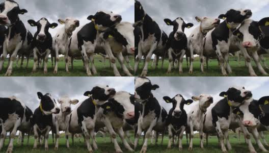 黑白相间的奶牛站在一起高清在线视频素材下载