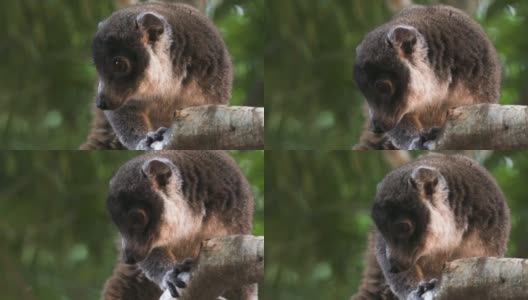 一只可爱的毛茸茸的狐猴站在树枝上四处张望高清在线视频素材下载