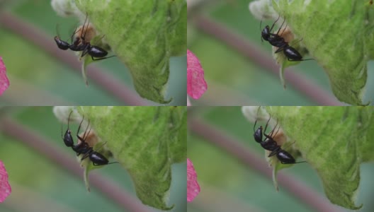 一只大黑木蚁坐在一片树叶下，木蚁自然，黑木蚁习性高清在线视频素材下载