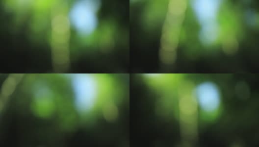 放松漫步在夏季森林视频高清在线视频素材下载