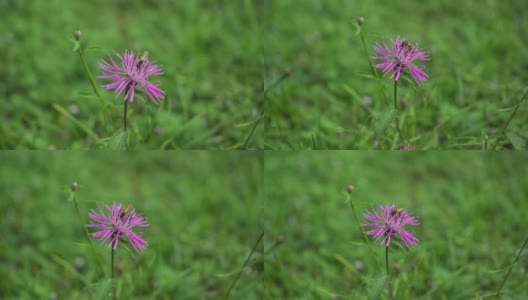 紫红紫菀花3高清在线视频素材下载