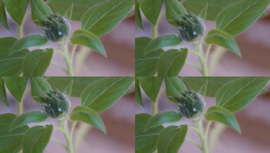 绿芽上的一滴水。新鲜的花蕾上毛之间的水滴高清在线视频素材下载