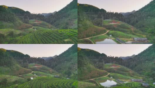 鸟瞰图的绿色新鲜茶或草莓农场，农业植物领域在亚洲。农村地区。农场的模式结构。自然景观背景。泰国清迈。高清在线视频素材下载