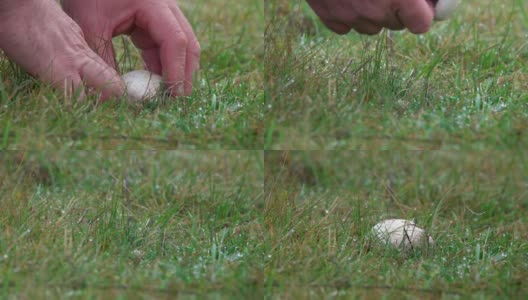 男人的手在春天的田野里采摘蘑菇高清在线视频素材下载