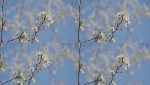 视频梅花开花和生长在一个蓝色的背景。盛开的小白花李。4K视频剪辑9:16比例。高清在线视频素材下载
