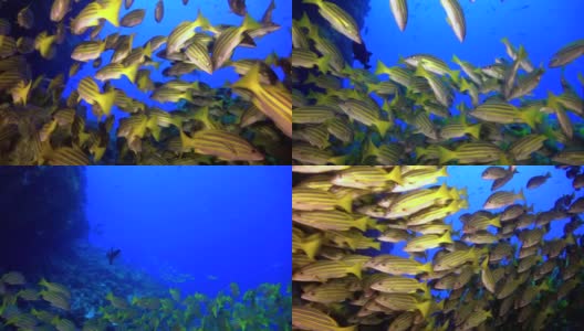 印度安达曼海群岛美丽海底的鲷鱼群。高清在线视频素材下载