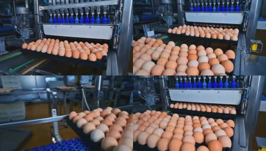 家禽养殖场生产线。在养鸡场，鸡蛋在传送带上移动。工业设备上的新鲜鸡蛋。高清在线视频素材下载